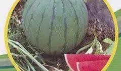 吃瓜网红事件和田,田成与网络舆论的漩涡